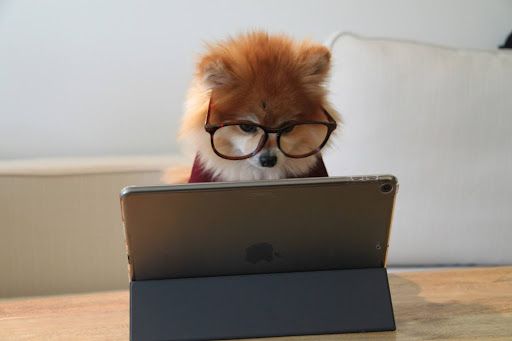 dog looking at computer